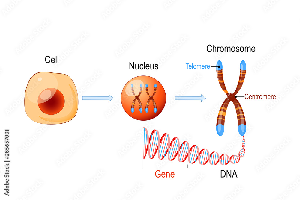Cell Structure Nucleus With Chromosomes Dna Molecule Telomere And