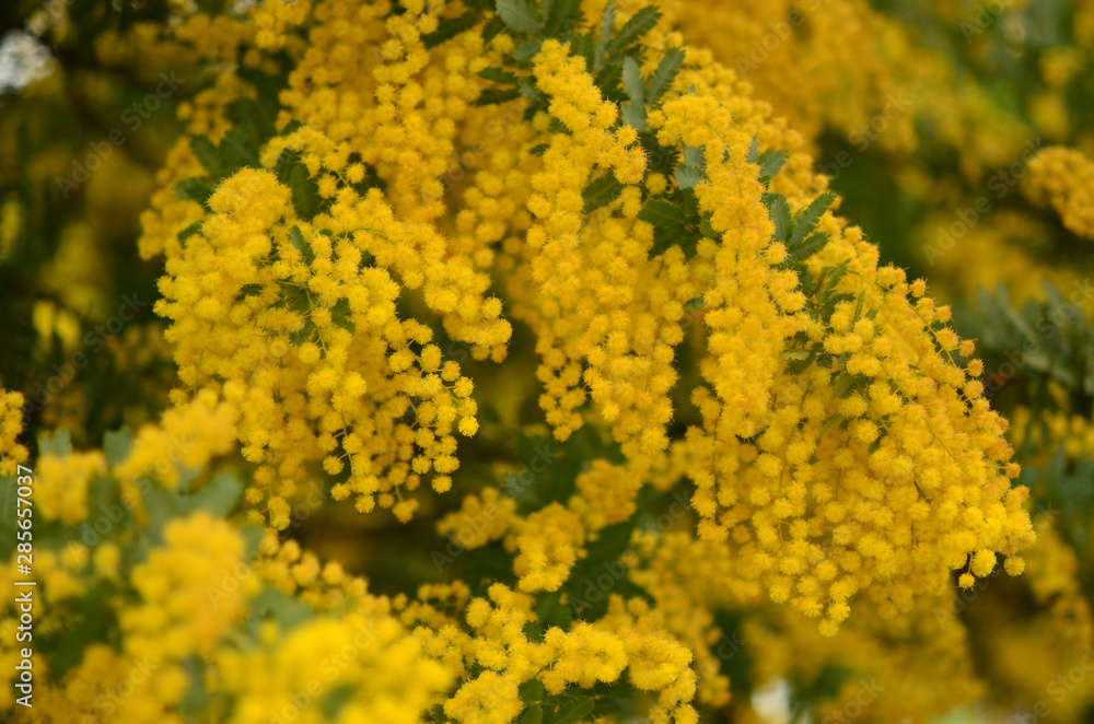 blooming mimosa , Acacia baileyana blooming mimosa , Acacia baileyana