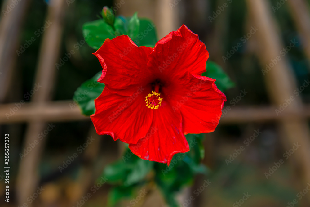 Naklejka premium Flower, Plant, Single Flower, Africa, Asia