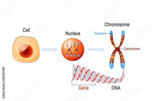 Cell Structure. Nucleus with chromosomes, DNA molecule, telomere and gene