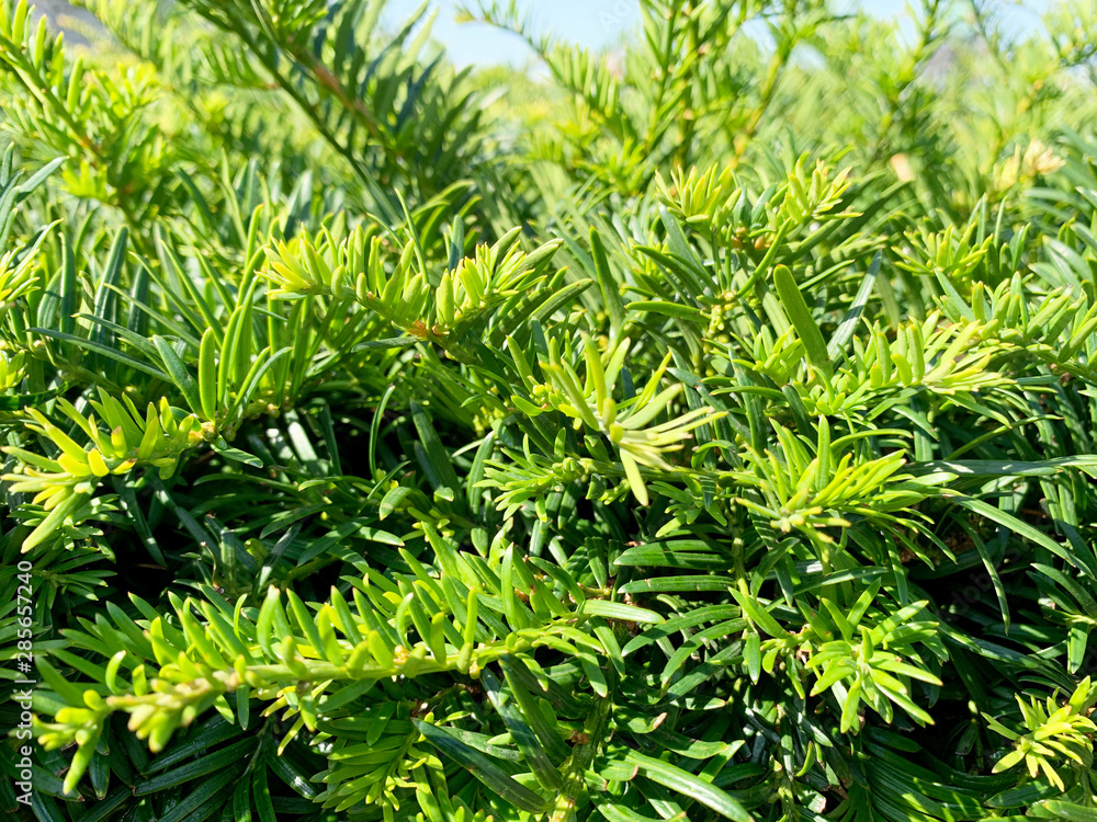 Beautiful green bush on a sunny day.Green plant Background Beautiful green bush on a sunny day.Green plant Background