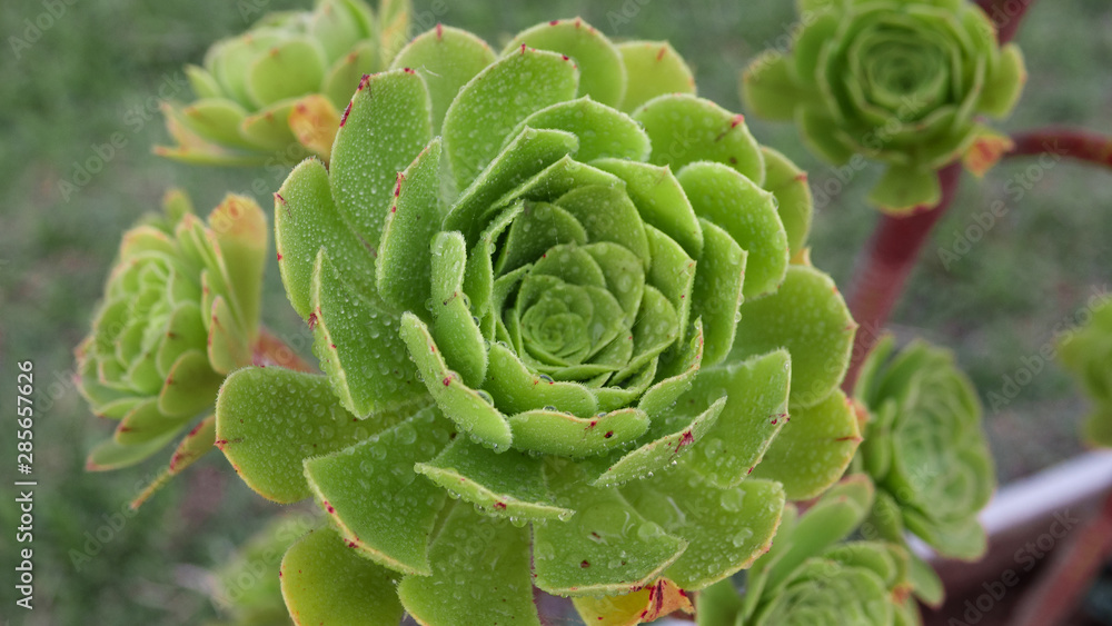 Green succulent or succulent plant with drops of water on it. Macro shot Green succulent or succulent plant with drops of water on it. Macro shot