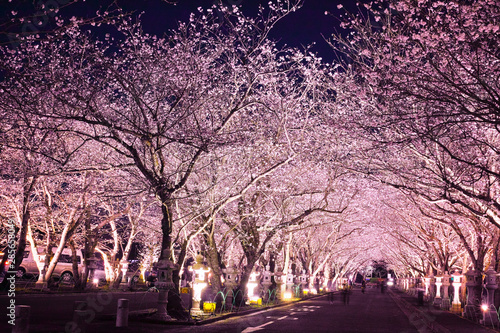 夜桜