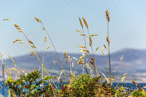 Ferns and grasses with hills in background