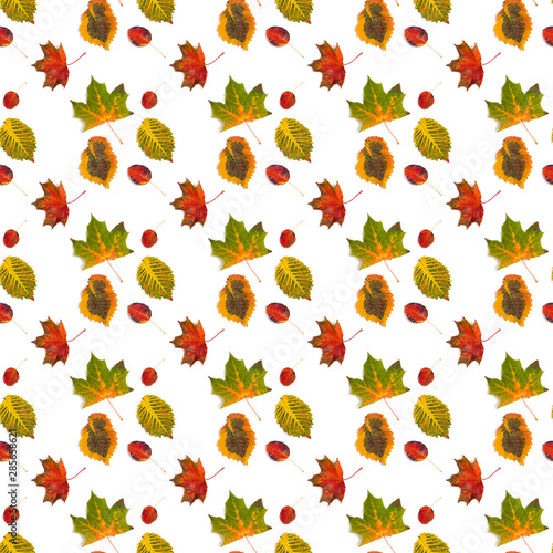 Pattern different multicolored autumn leaf on white background.