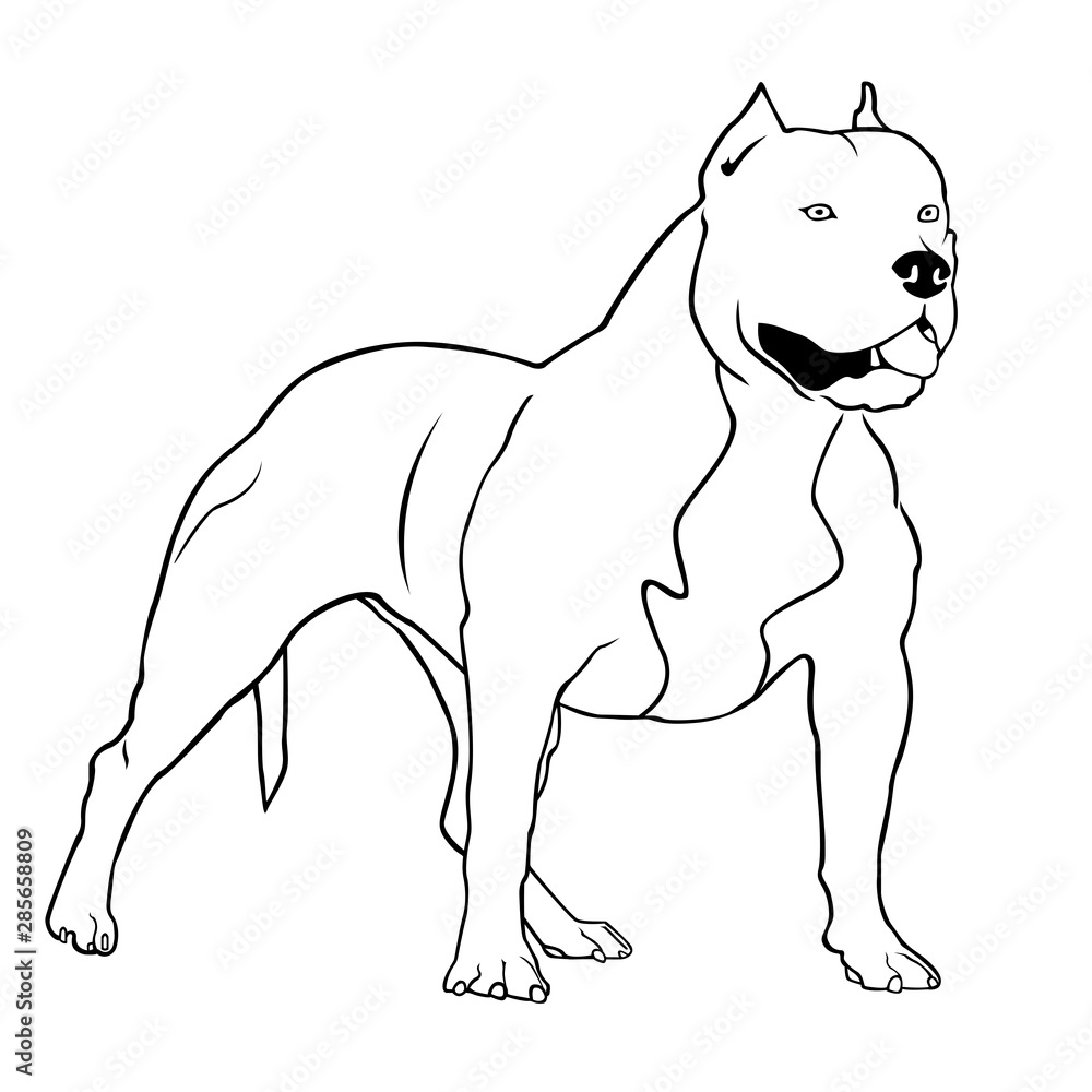 Pit bull terrier vector illustration. Dog breed pit bull is worth and looks in side.