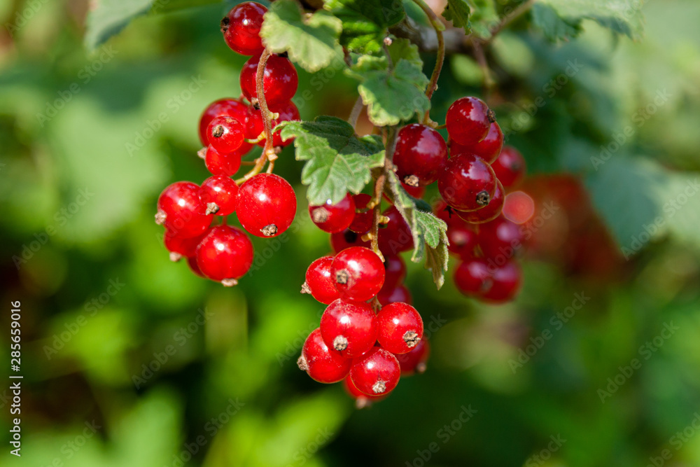Bouquet of red currant berries (Ribes rubrum) on a branch with leaves close-up. Bouquet of red currant berries (Ribes rubrum) on a branch with leaves close-up.
