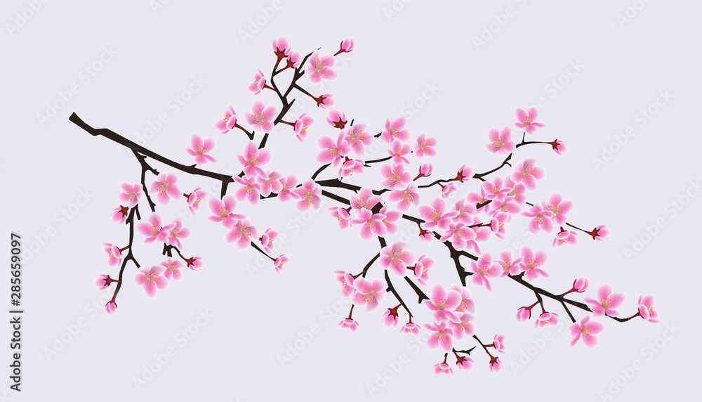 Cherry blossom sakura tree branch with realistic pink flowers