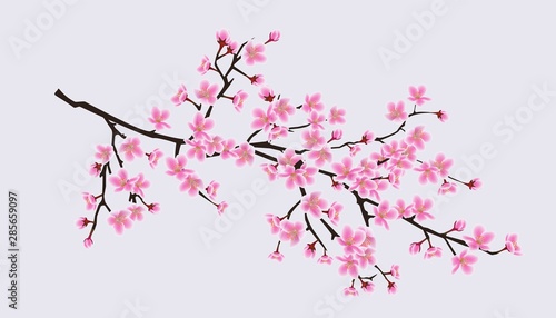 Cherry blossom sakura tree branch with realistic pink flowers