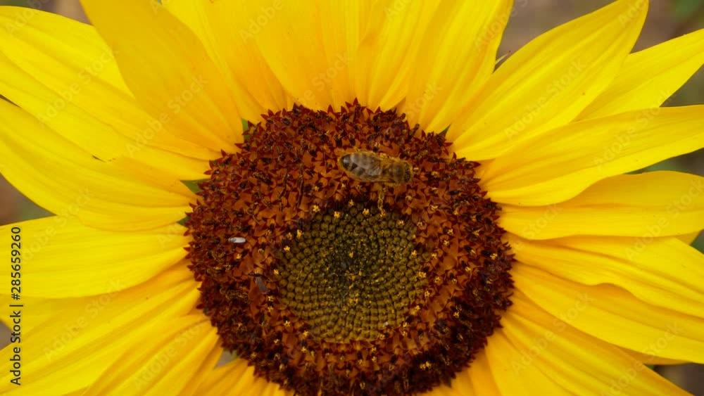 A bee collects nectar on a bright yellow flower of a sunflower. The flower sways in the wind, the bee crawls along the dark stamens of the flower. Sunflower cultivation and honey collection A bee collects nectar on a bright yellow flower of a sunflower. The flower sways in the wind, the bee crawls along the dark stamens of the flower. Sunflower cultivation and honey collection