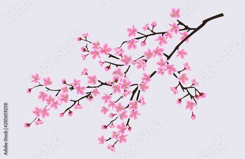 Branch of blooming sakura with flowers  cherry blossom  floral spring concept.