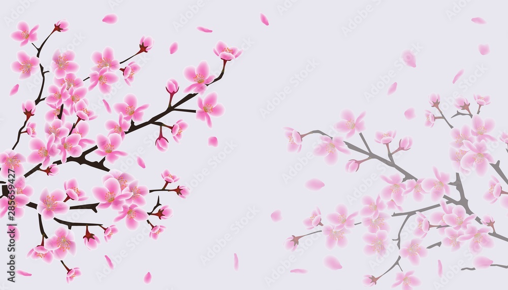 Cherry blossom sakura background with pink flower branches