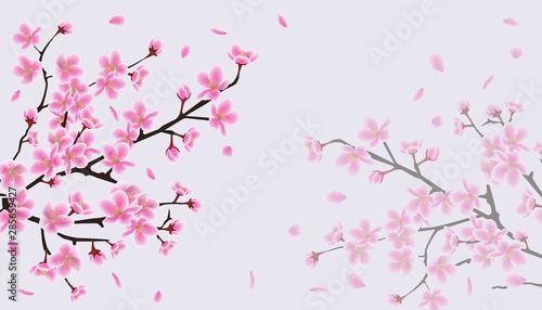 Cherry blossom sakura background with pink flower branches