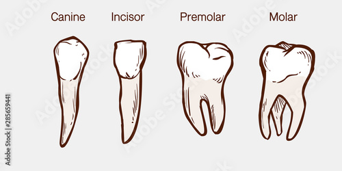 Types of human teeth vector illustration