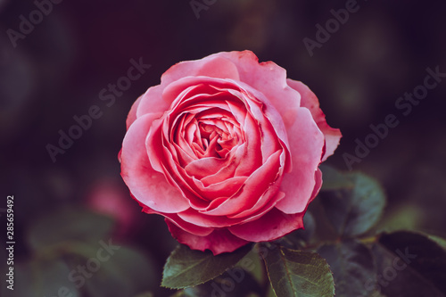 Beautiful Rose  Taken in my Garden 