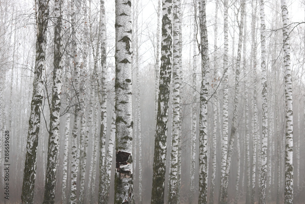 Obraz premium Young birches with black and white birch bark in spring in birch grove against background of other birches in foggy weather 