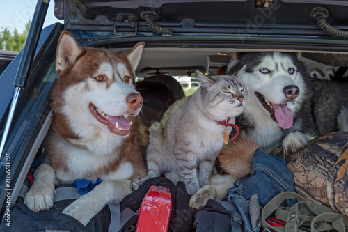 Photography Friendship cat and dog