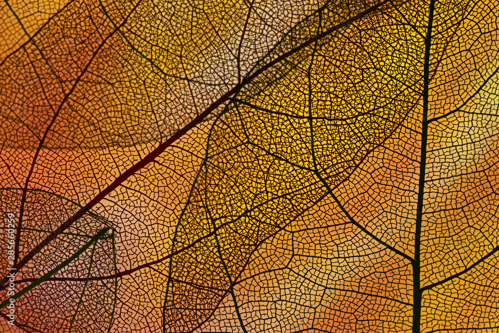 Abstract orange colored autumn foliage - obrazy, fototapety, plakaty 