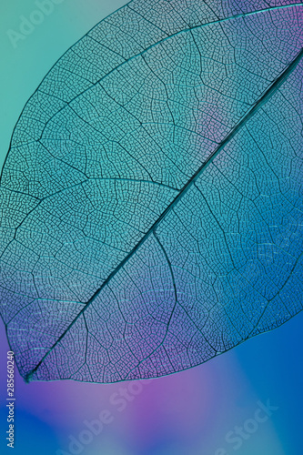 Vibrant colored transparent autumn leaf