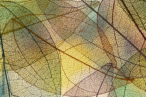 Abstract colored fall leaves © Freepik