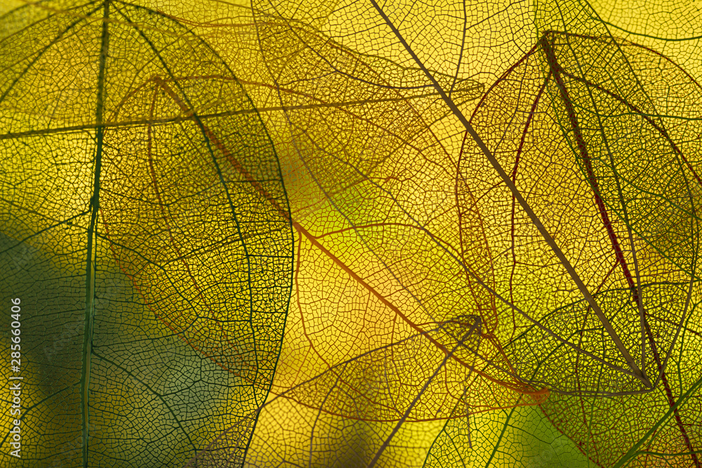 Vibrant green autumn leaves - obrazy, fototapety, plakaty 