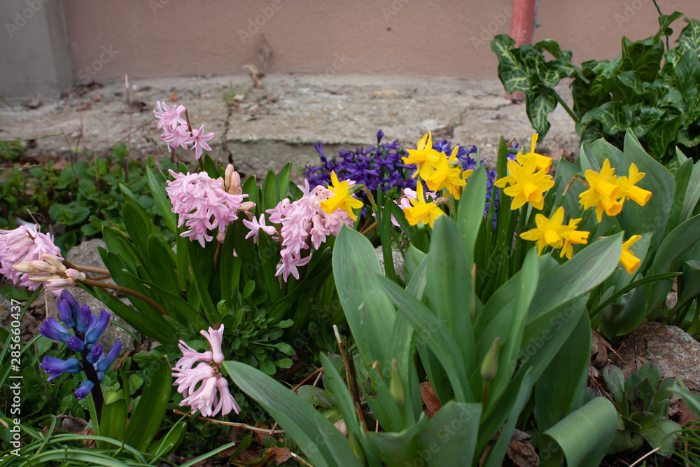 Fototapeta premium Beauty of Hyacinthus blossom flora at the park