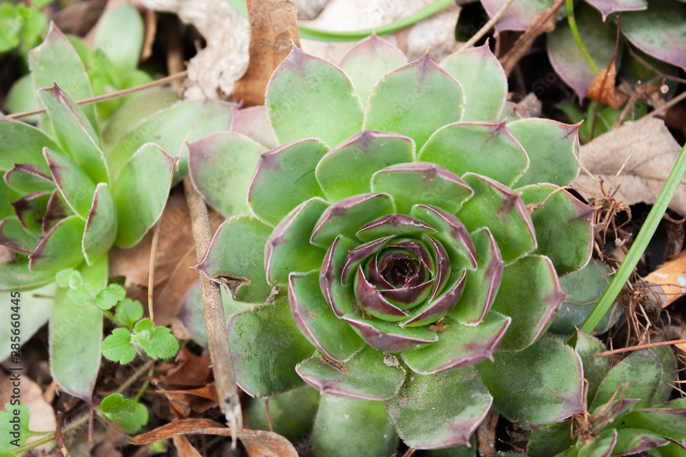 Natural background Cactus succulent plant Natural background Cactus succulent plant