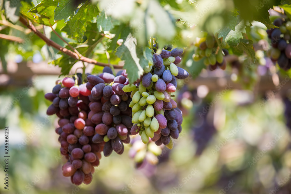 bunch of grapes on the vine