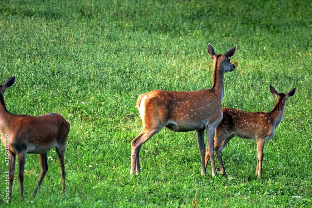 European red deer feeding in a forest glade in the middle of summer, in the rays of the setting sun. Unique wildlife image European red deer feeding in a forest glade in the middle of summer, in the rays of the setting sun. Unique wildlife image