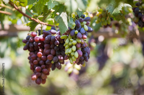 bunch of grapes on the vine