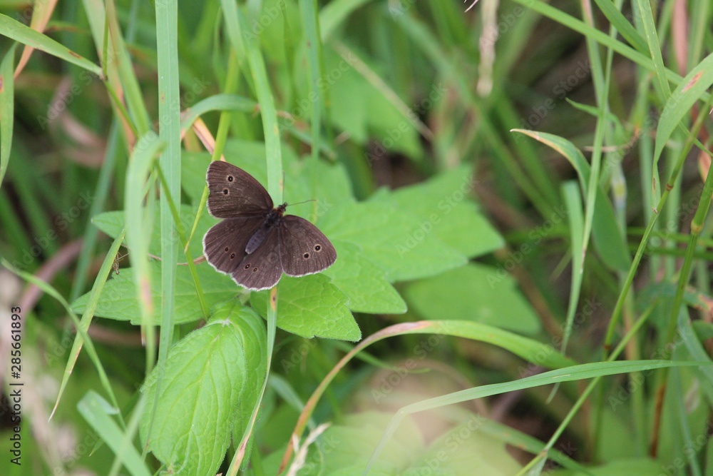 Obraz premium Brauner Waldvogel