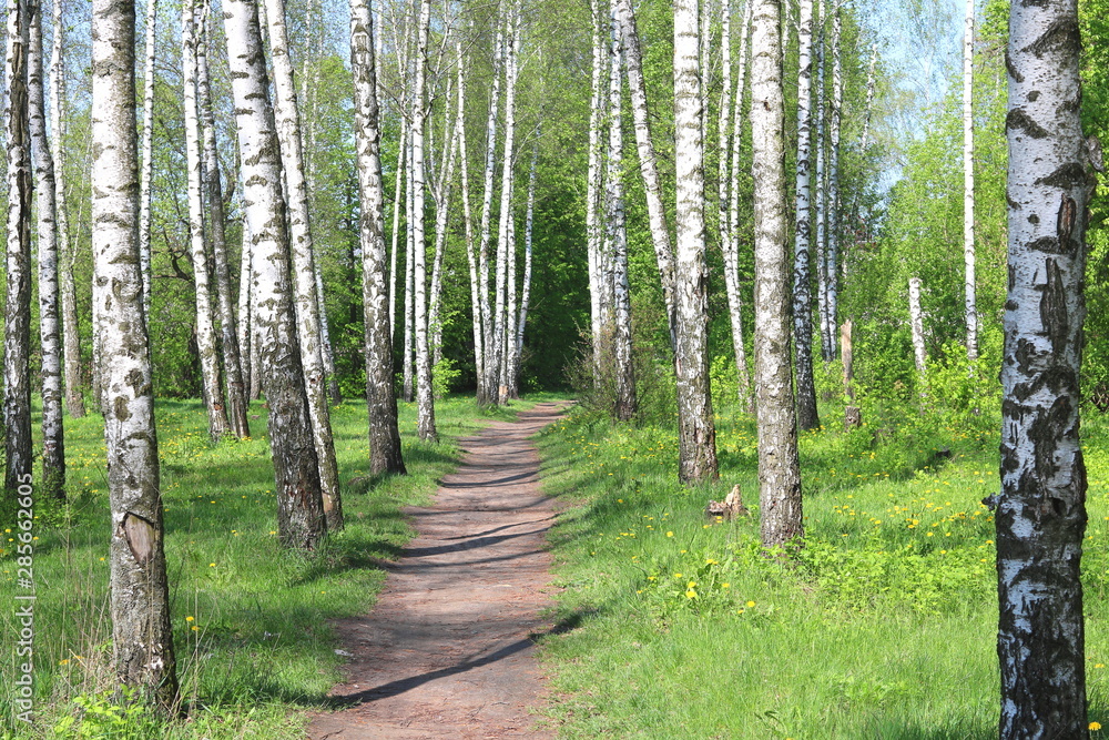 Birch trees with black and white birch bark as natural birch background with birch texture Birch trees with black and white birch bark as natural birch background with birch texture