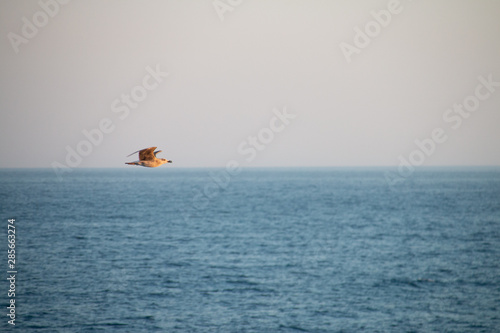 seagull flying on the sealine on sunset