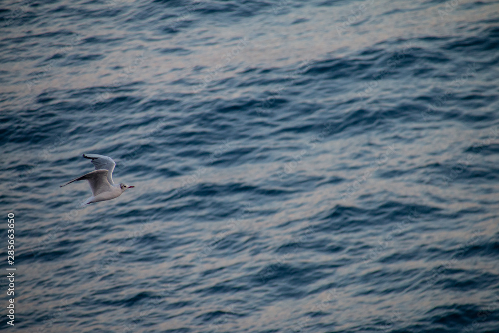 Fototapeta premium Bird falling in the water