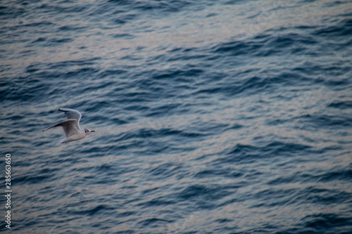 Bird falling in the water