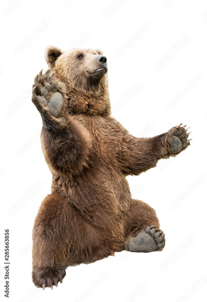 Fototapeta premium bear stands on its hind legs on a white