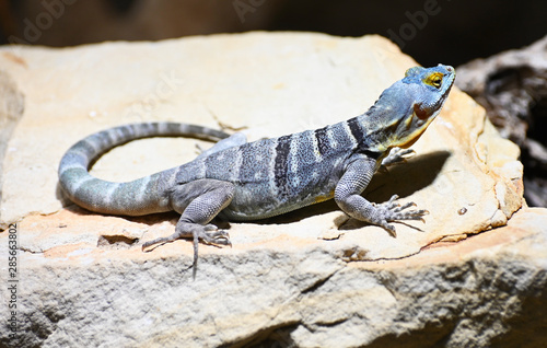 blue rock lizard