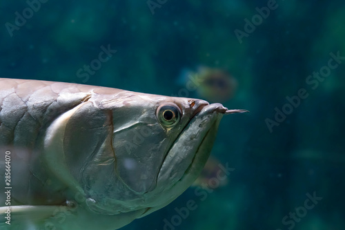 The silver arowana (Osteoglossum bicirrhosum), or arawana, is a South American freshwater fish. photo
