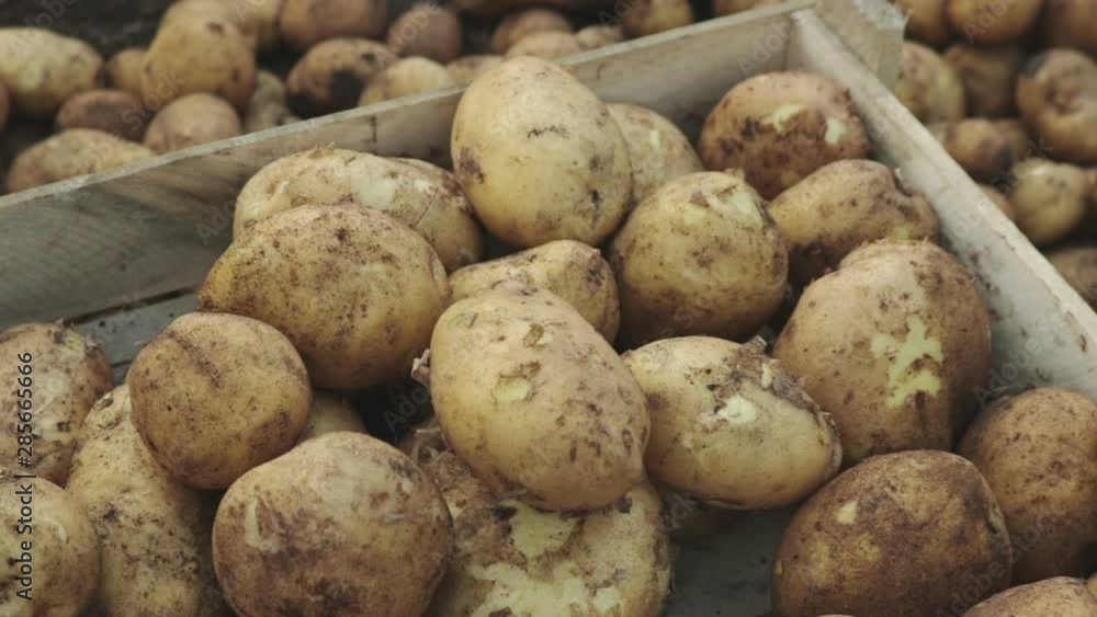 farmer put harvesting fresh potatoes in wooden crate close up farmer put harvesting fresh potatoes in wooden crate close up