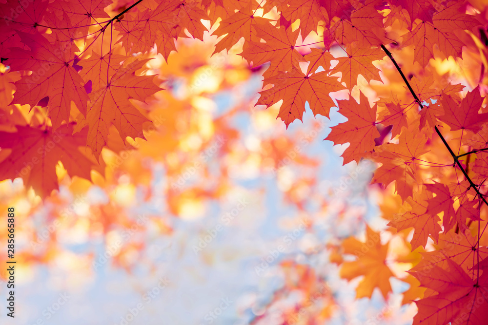 Bright yellow autumn maple leaves against the sky. Screensaver, natural back natural autumn background. Bright yellow autumn maple leaves against the sky. Screensaver, natural back natural autumn background.