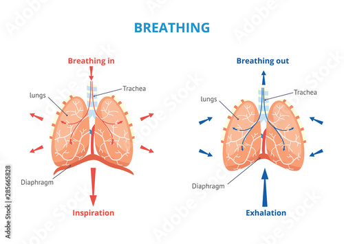 Respiratory system of human the breathing airway vector medical illustration.. photo