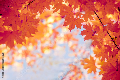 Bright yellow autumn maple leaves against the sky. Screensaver  natural back natural autumn background.