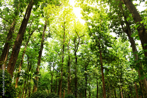 Scenic forest fresh green tree with light of sun