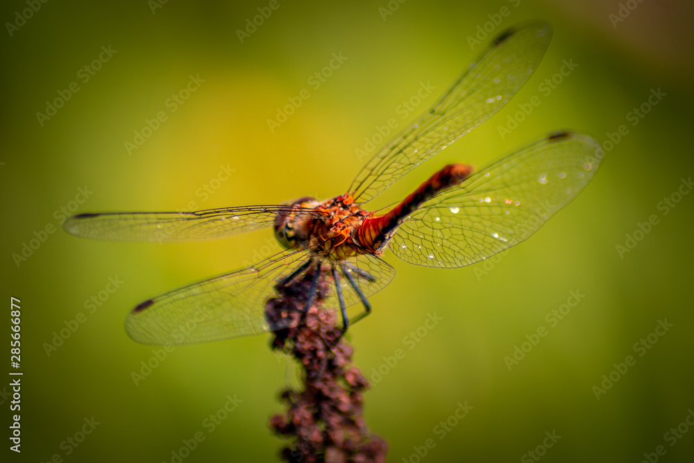 Bloodred Darter - Dragonfly - Sympetrum Sanguineum Bloodred Darter - Dragonfly - Sympetrum Sanguineum