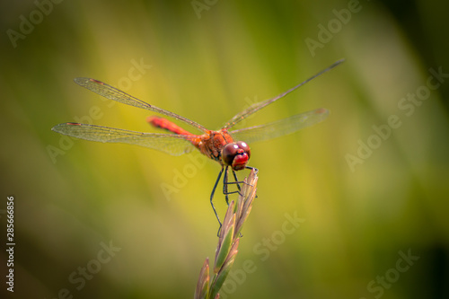 Bloodred Darter - Dragonfly - Sympetrum Sanguineum © Jan