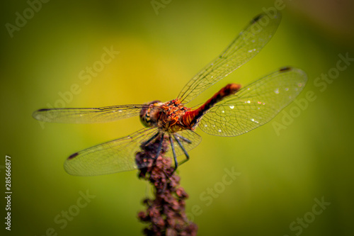 Bloodred Darter - Dragonfly - Sympetrum Sanguineum