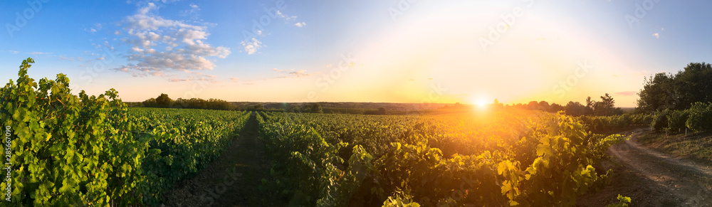Couché de soleil dans les vigne en Anjou