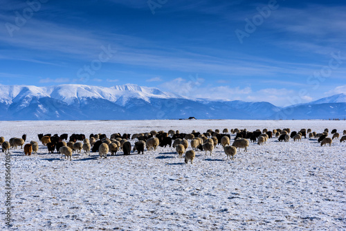A herd of sheep and goats grazing against the mountains in winter photo