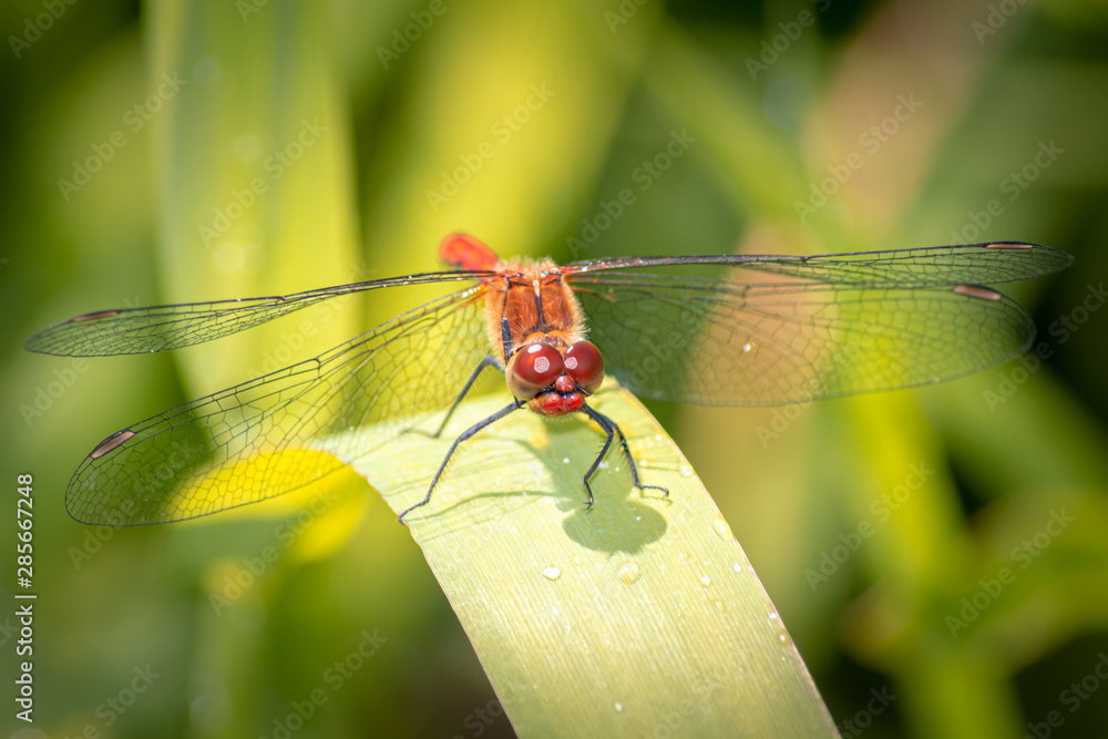 Bloodred Darter - Dragonfly - Sympetrum Sanguineum Bloodred Darter - Dragonfly - Sympetrum Sanguineum
