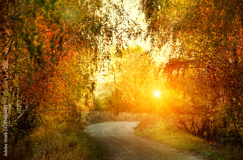 A ground desert road in the autumn forest. Yellow birches and a dreary sky.